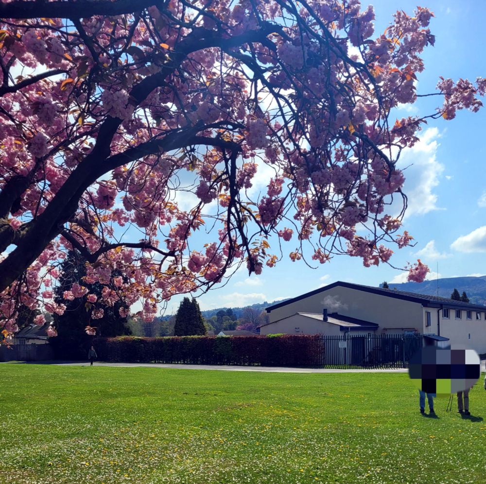 Cherry blossom framing grass and lido building in sunshine