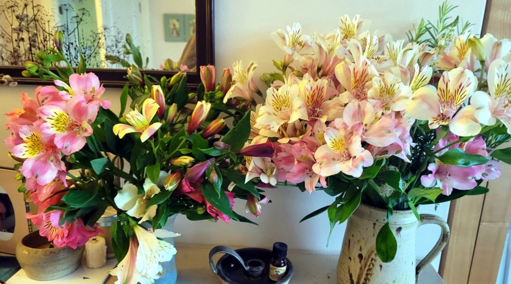 Pink, yellow, white colours of alstromeria flowers in two vases, indoors.