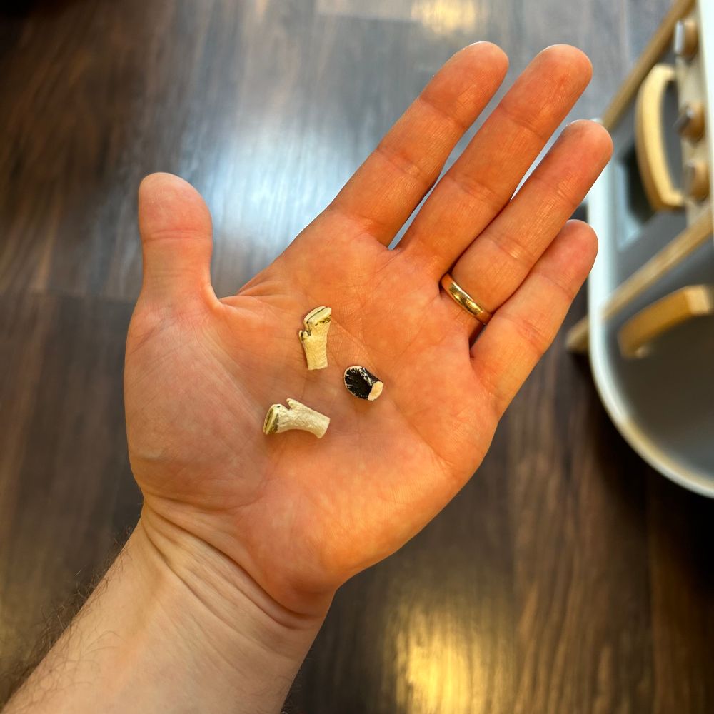 A plastic ear and two hooves