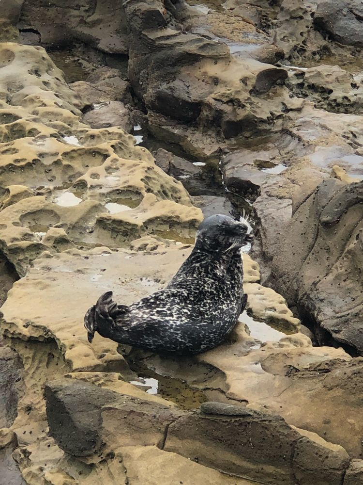 Sea Lion at Children’s Pool La Jolla