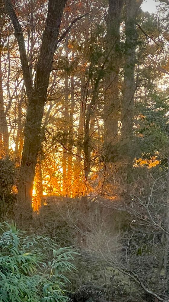The yellow-orange-red glow of a mid-winter dawn streams into a suburban Georgia strip of mixed oak and pine woods, highlighting tree trunks and the last dry leaves still hanging on the branches. 