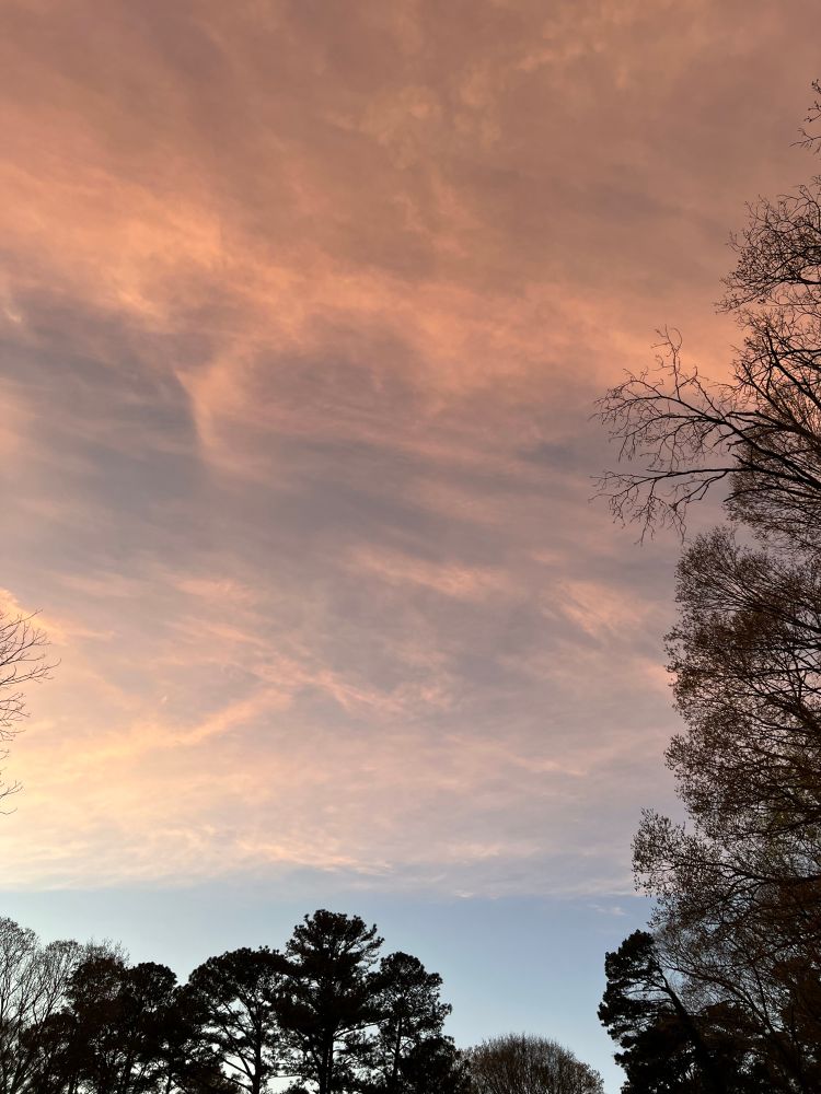 High, thin clouds, like a lace veil spread by the wind, glowing as the sun, near white down toward the horizon, shading to a deep pink at the zenith, with a dark green fringe of evergreen foliage at the bottom and the right edge.