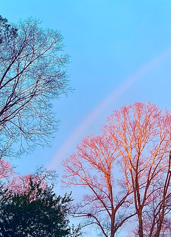 The top of a tree with no leaves, set against a bright blue sky, shimmers with the red-orange light of dawn. Behind it, a rainbow arcs upward, while, just to the left, another tree looks black, as it is still below the horizon of the dawn. 
