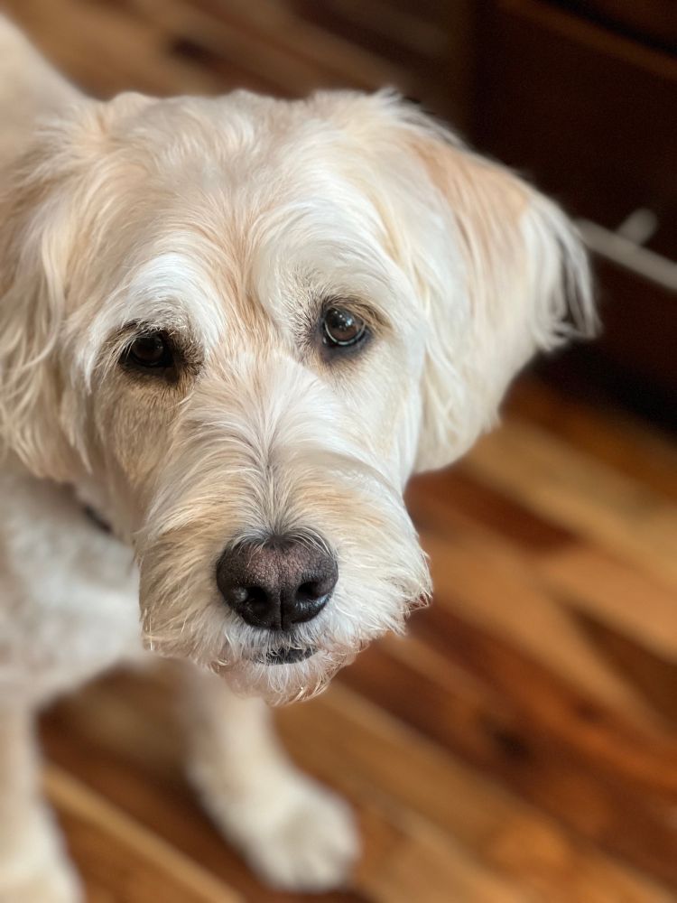 Yellow labradoodle looking at the camera
