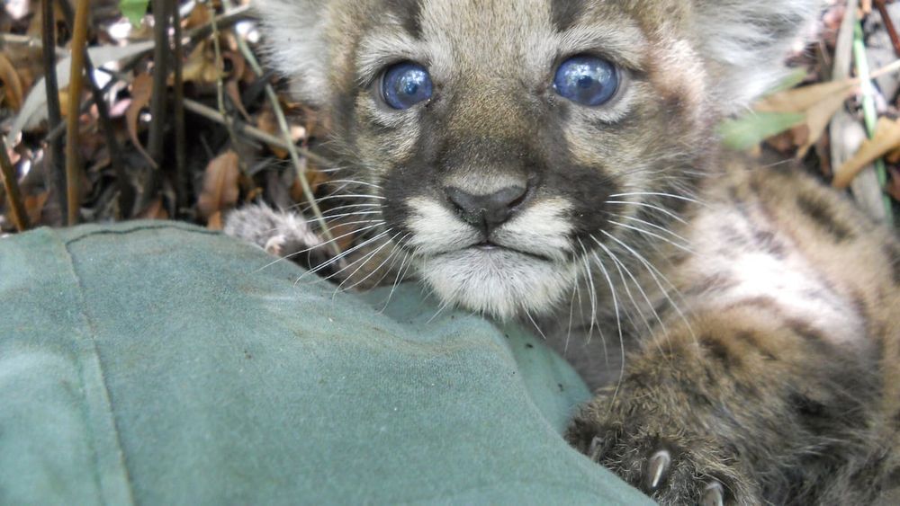 Conservation groups said the deaths in Naples underscore the need for more wildlife crossings and habitat connectivity in a rapidly developing state.