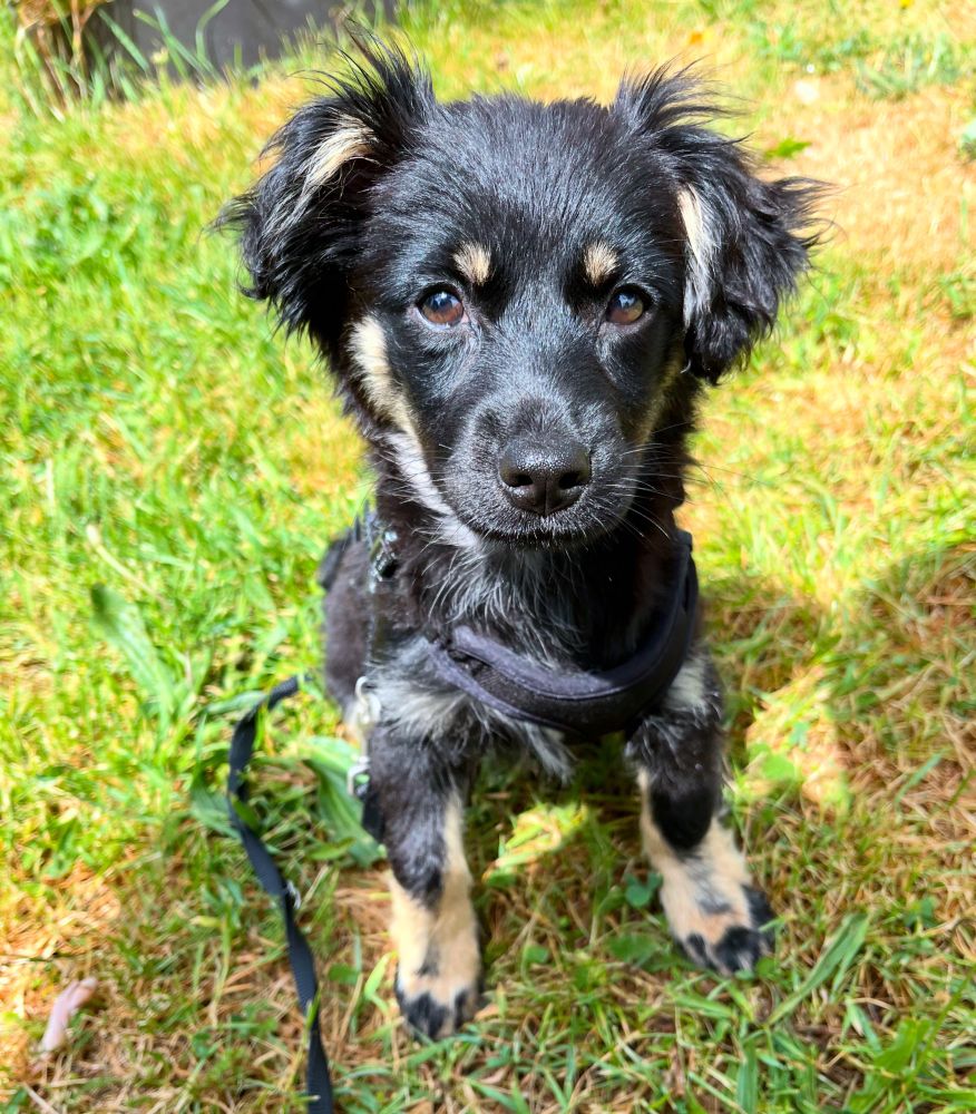 Picture shows a small dog with a shiny black coat, yellow pawsies and two yellow dots over her eyes (one over each eye). Her ears are flopsy but listening and alert. She is sitting in the grass being a very good girl.