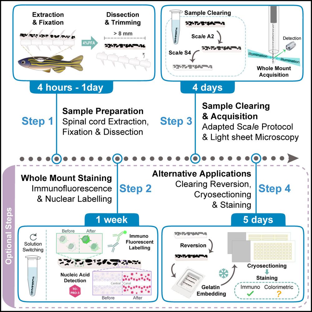 A Star Protocols graphical abstract of the steps for the preparation, clearing and visualization of adult zebrafish spinal cords, together with alternative uses for these samples (e.g. cryosectioning and immunohistochemistry of reverted sectioned samples). 