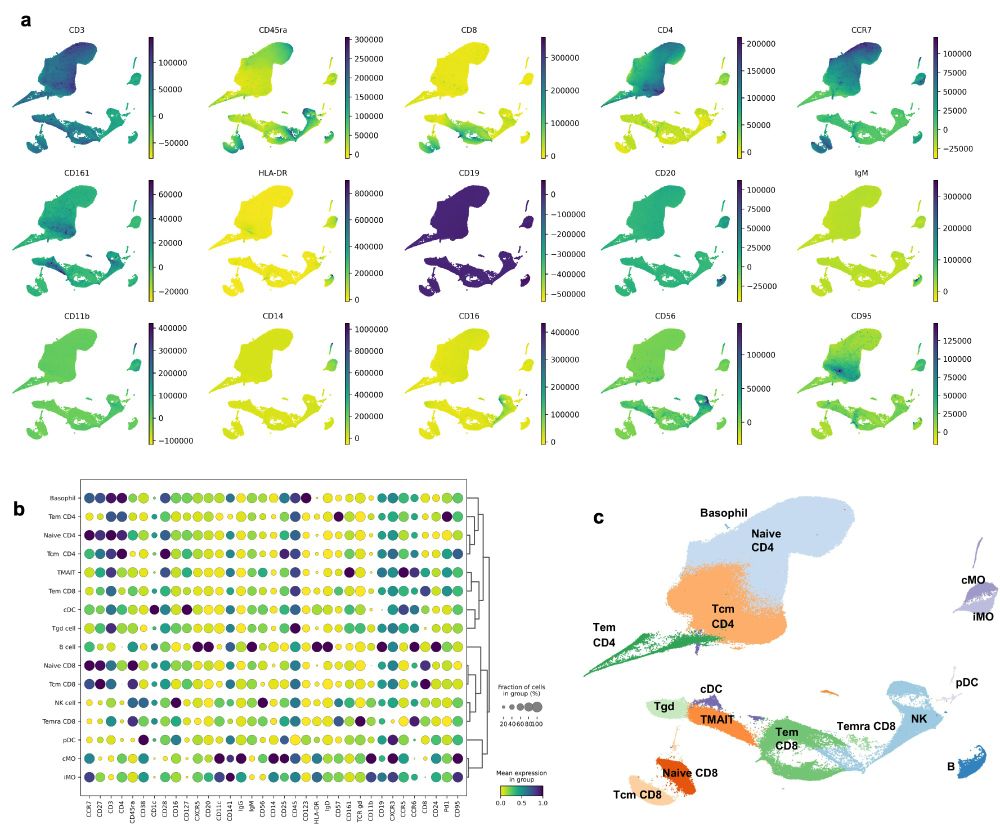 Fig. 2. Profiling of Human PBMCs Reveals Distinct Immune Subpopulations and
Marker Expression Patterns. (a) UMAP plots showing selected marker expression intensities across all cells in the UMAP space to highlight lineage-specific marker distribution.
(b) Dot plot of all marker expression across all identified PBMC cell types. Dendrogram
highlighted distinct marker-based groupings. (c) UMAP visualization showing 16
distinct clusters with annotated cell types including Naive CD4 and CD8 T cells, central
memory CD4 and CD8 T cells (Tcm), effector memory CD8 T cells (Tem), terminally
differentiated effector memory CD8 T cells (Temra), mucosal-associated invariant (MAIT)
T cells, classical monocytes (cMO), intermediate monocytes (iMO), B cells, NK cells,
gamma delta (γδ) T cells (Tgd), conventional dendritic cell (cDC) and plasmacytoid dendritic
cell (pDC).