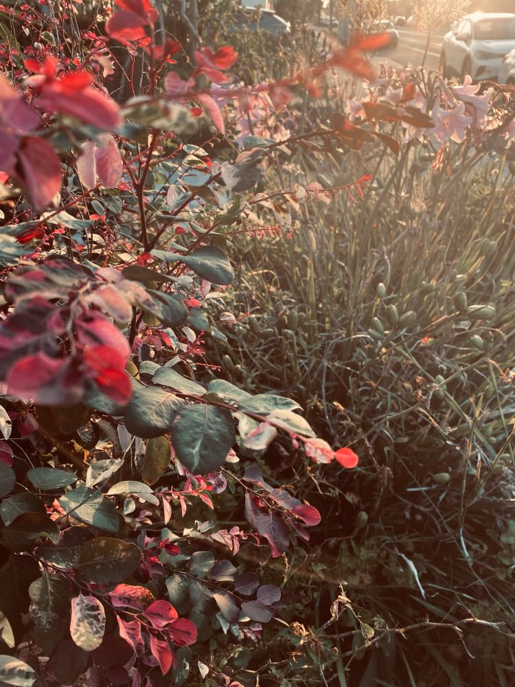 Roadside flora. 