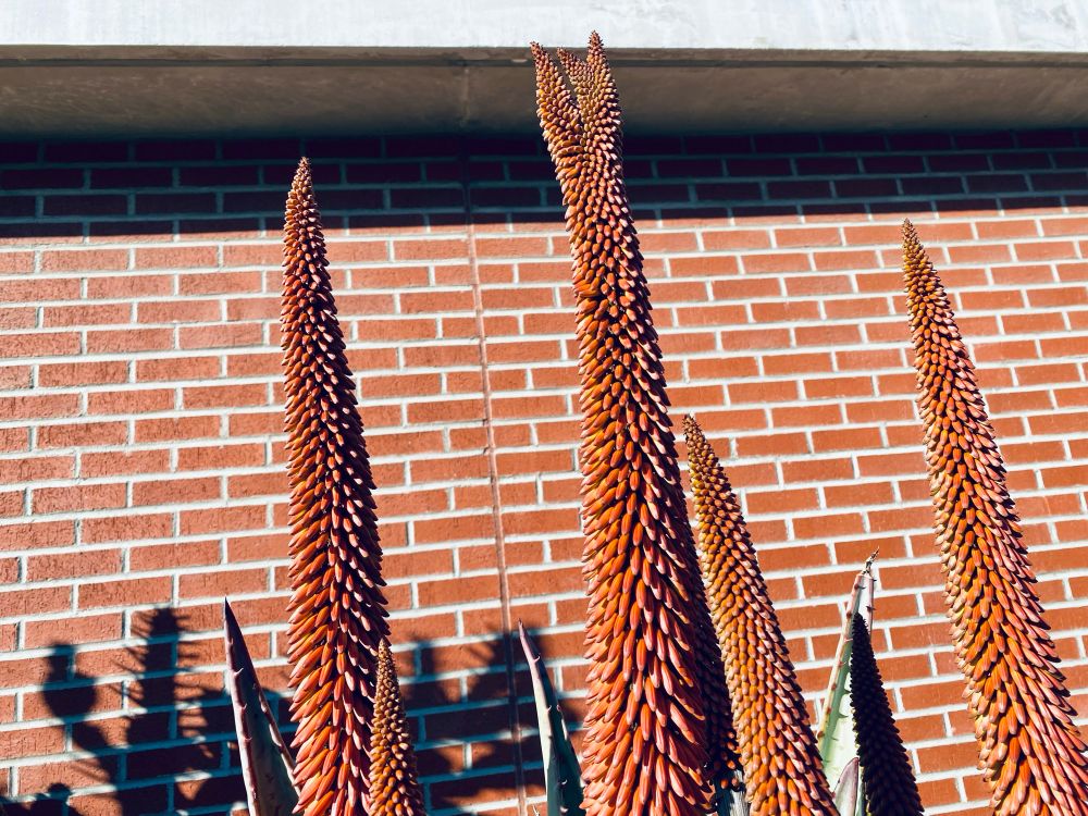 Mutant cactus blossom. 