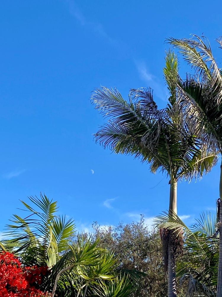 Jumble of plants and the moon