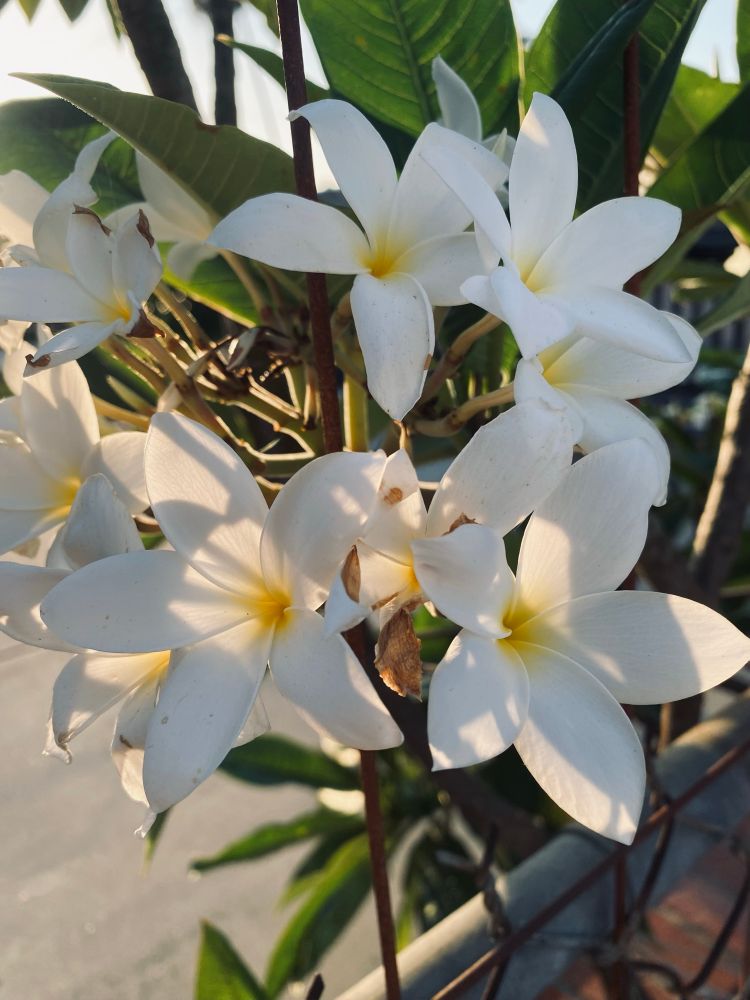 White plumeria with the sun behind. 