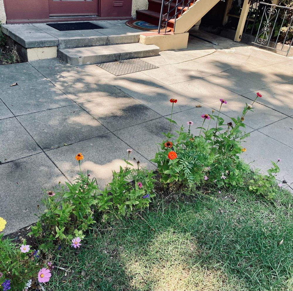 Many colors of flowers on the edge of a lawn. 