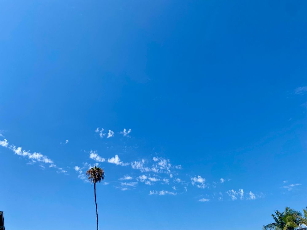 Lone palm tree with speckled clouds. 