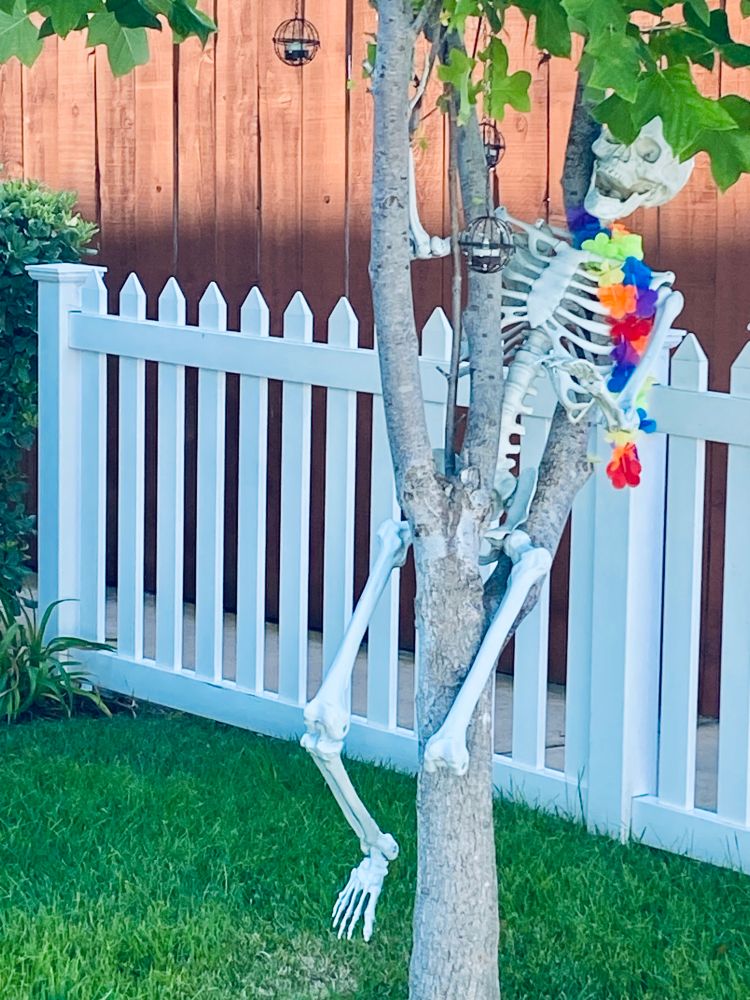 Local Pride Skeleton (or all-purpose holiday decoration) which appears to be climbing a tree on a lawn near a white picket fence. The plastic figure has its head in the leaves and is missing the bottom part of its left leg. There is a garland in rainbow colors around the skeleton’s neck.  