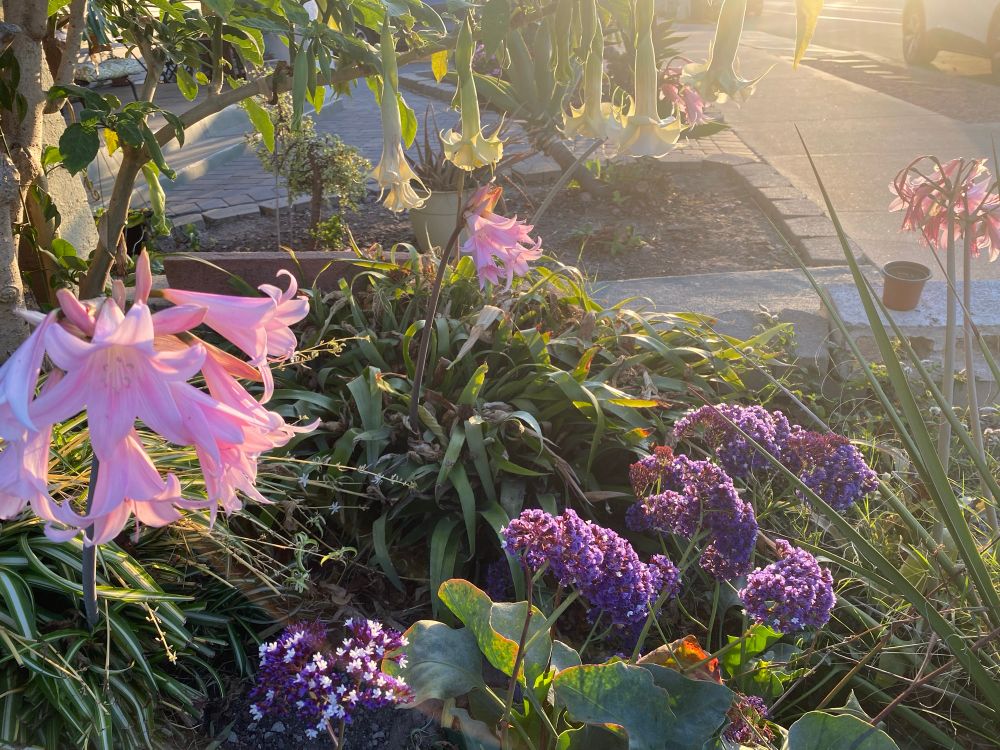 Mixed flowers with the sun behind. 