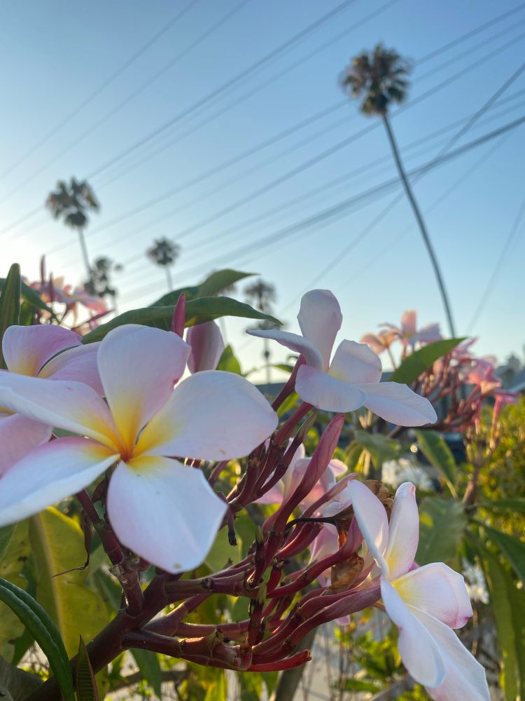 Purple plumeria blossoms. Palms in the background. 