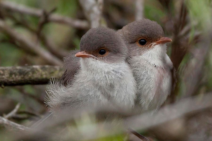 Image of two baby wrens on branches.
Photo by Serene Maisley.