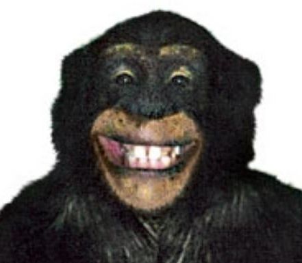 Travis the chimpanzee, who ripped a woman's face off.