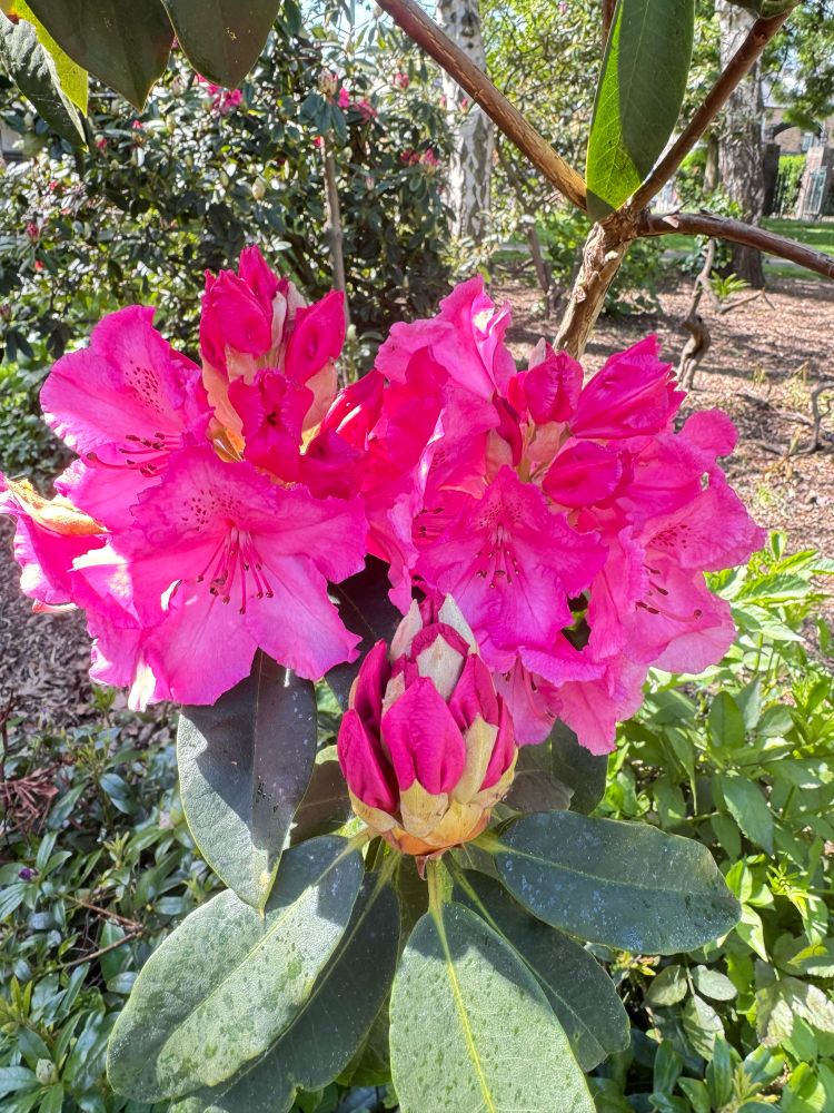 Close up of shocking pink magnolia 