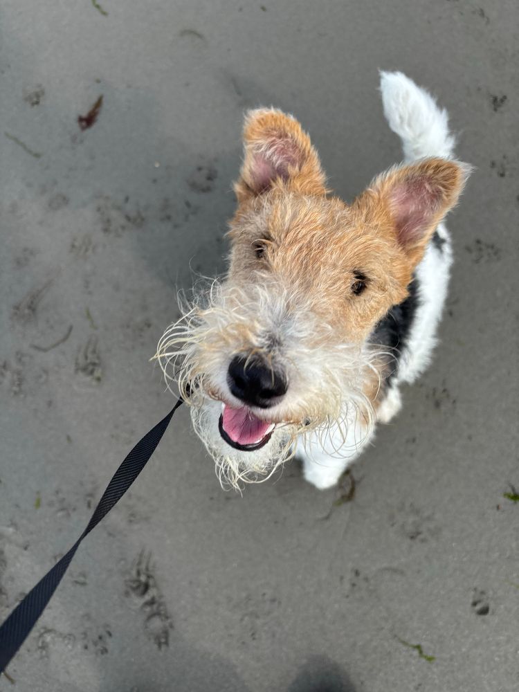 A young Wire Fox Terrier looks up at the camera with paw-printed and in the background. 