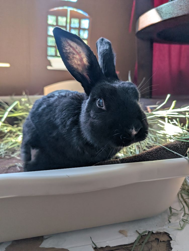 Photograph of a cute black rabbit sitting in a litterbox, with green hay in the background.