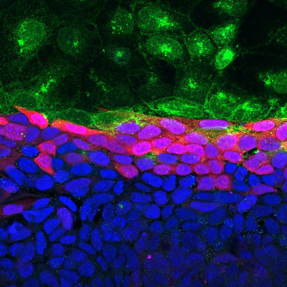 A microscopy image of colourful cells