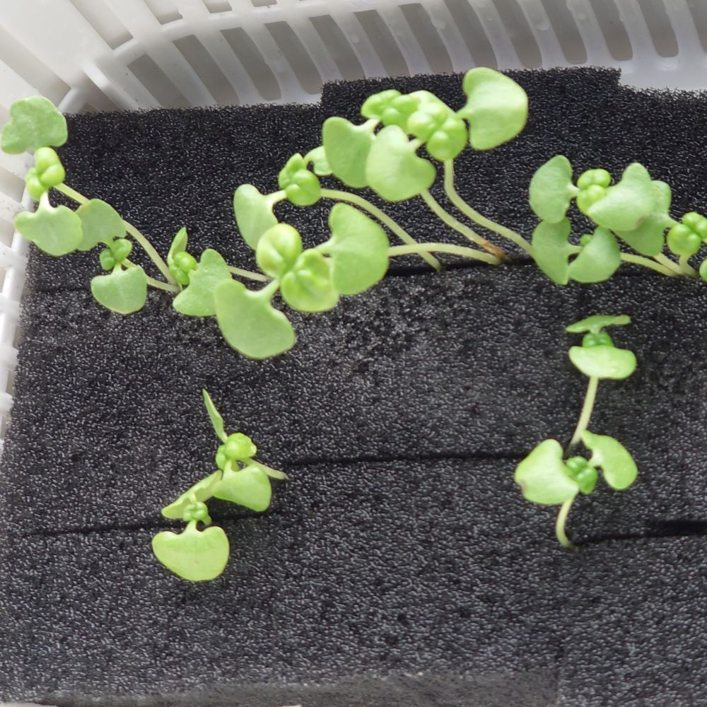 徒長したバジル。
とても香りが良い。