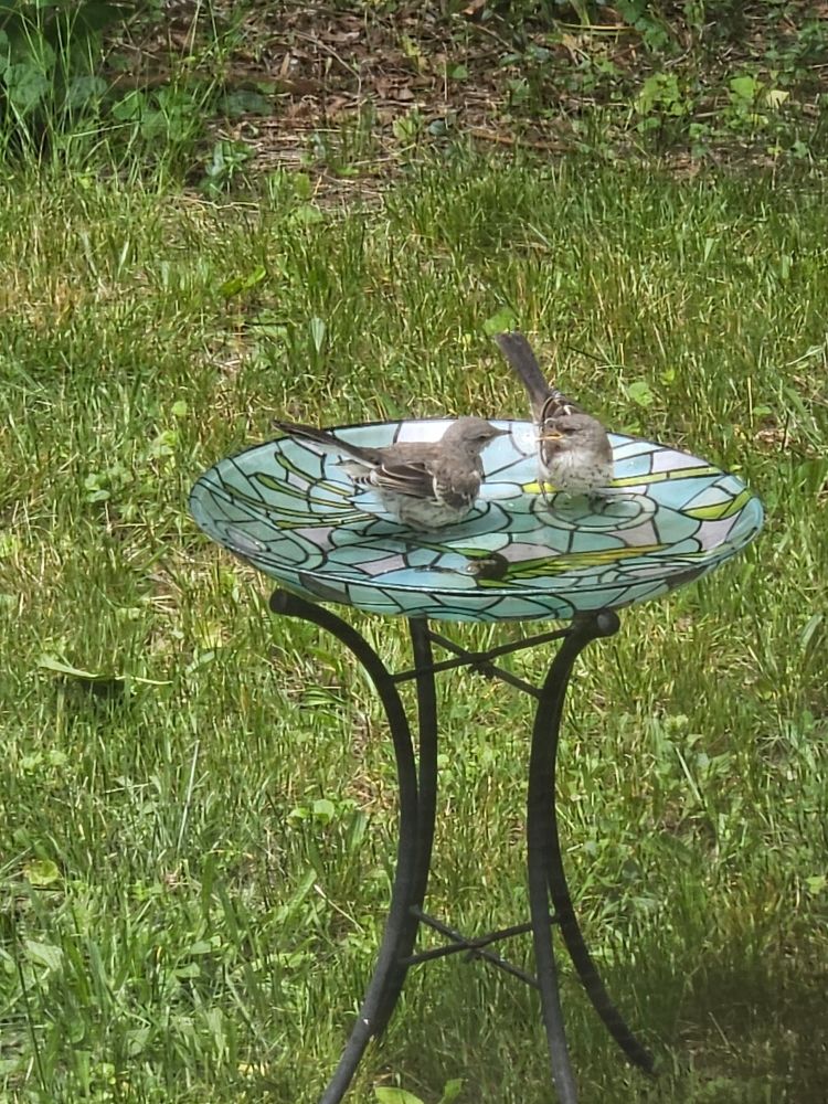 Two catbirds in a stained glass birdbath