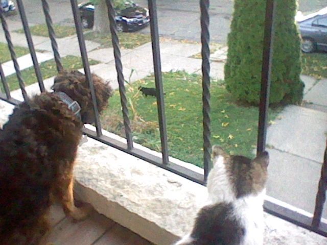 small dog and regular sized cat looking over the edge of a balcony at a black cat standing in the yard. 