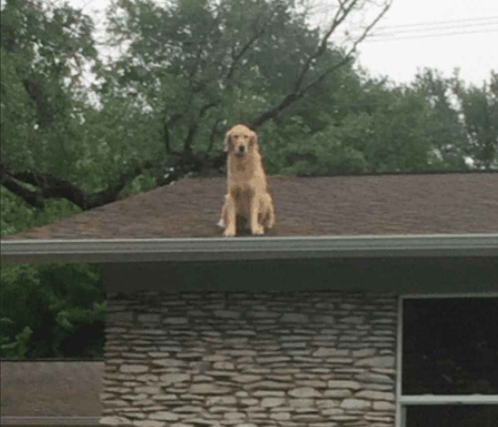 Golden Retriever on roof.