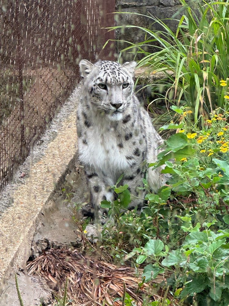 A snow leopard sitting next to a fence with some green foliage around it. 