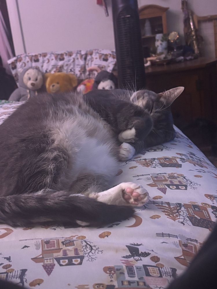 Grey and white cat laying on his side, asleep. His paw is covering his face. He’s VERY cute.