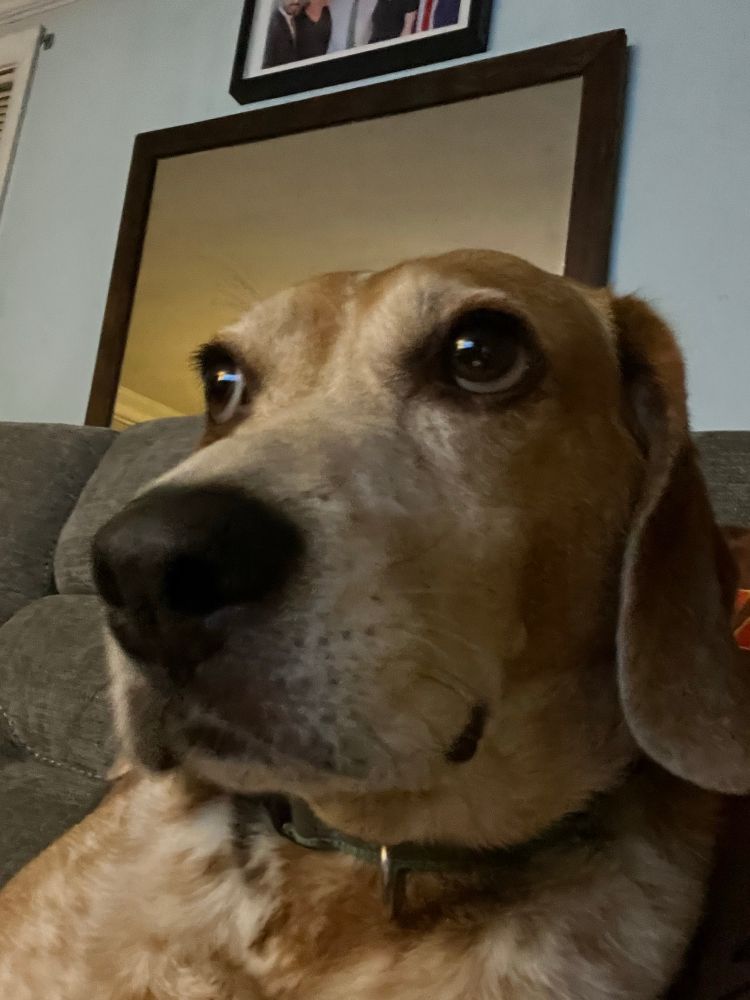 A dog, with nary a thought behind his eyes, judging me.