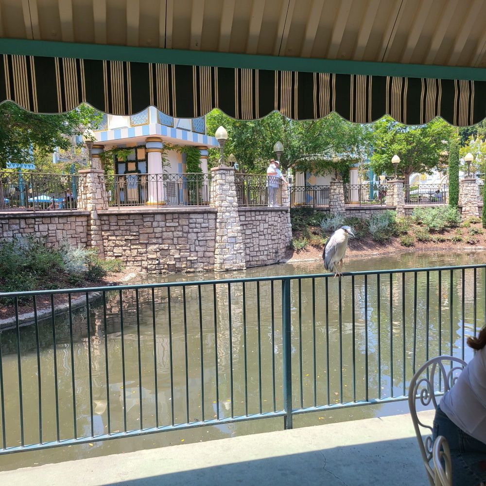 Black Crowned Night-Heron sitting on a railing above water at Disneyland.