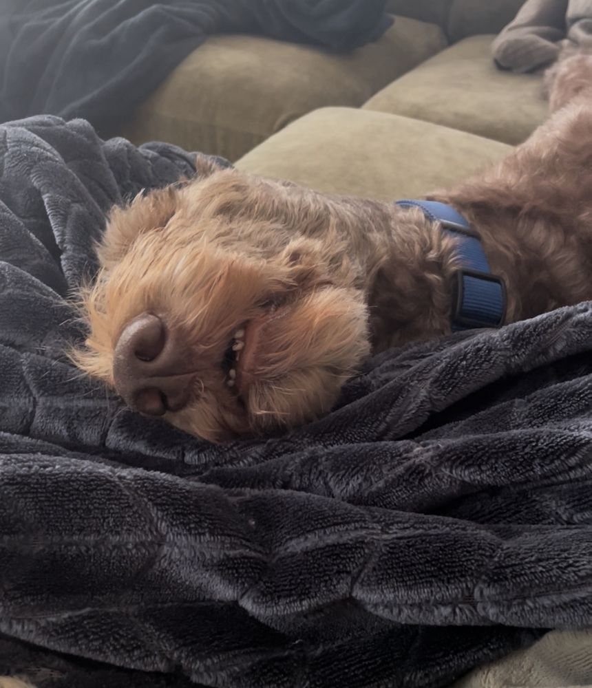 A brown dog sleeping. The picture is of his nose and slightly open mouth. 