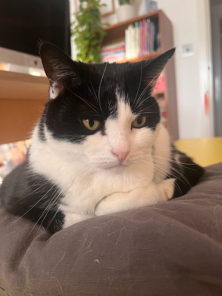 A tuxedo cat lying on a grey cushion on a bright yellow bench