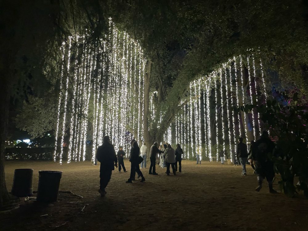 A large tree with many dangling strings of lights, like a weeping willow