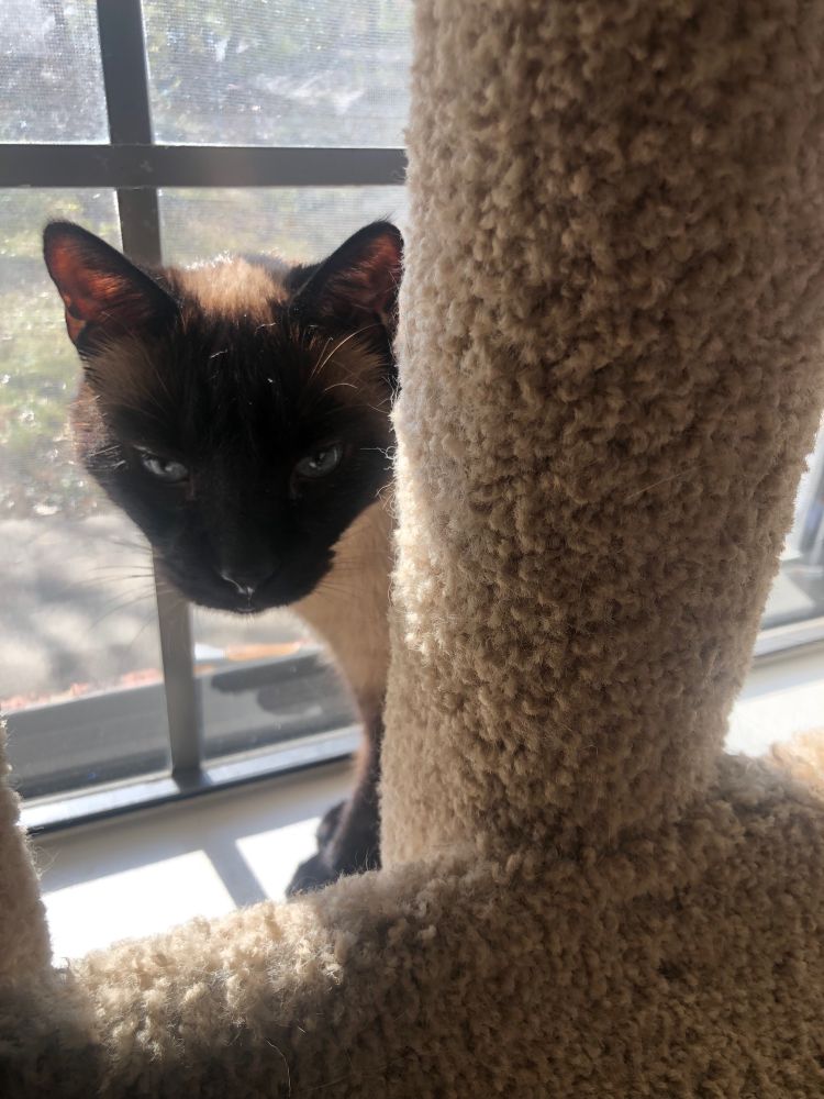 Close up of Siamese cat hanging in a sunny window 