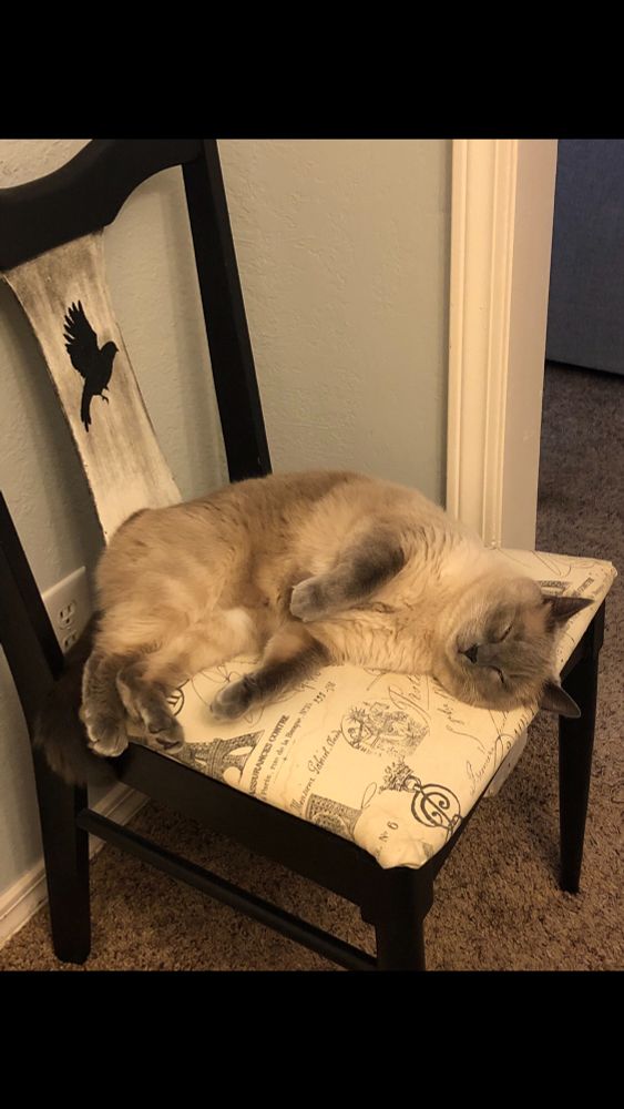 Fluffy white Siamese kitty snoozing on a chair