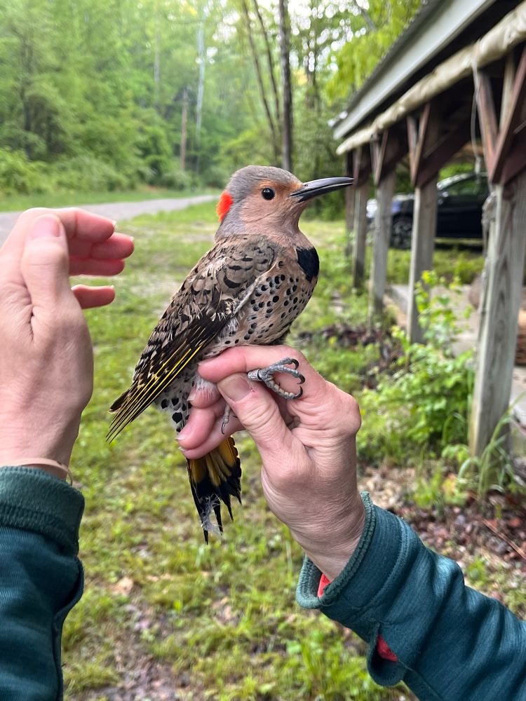 A female yellow-shafted northern flicker being held by a bird bander in a photographer’s grip