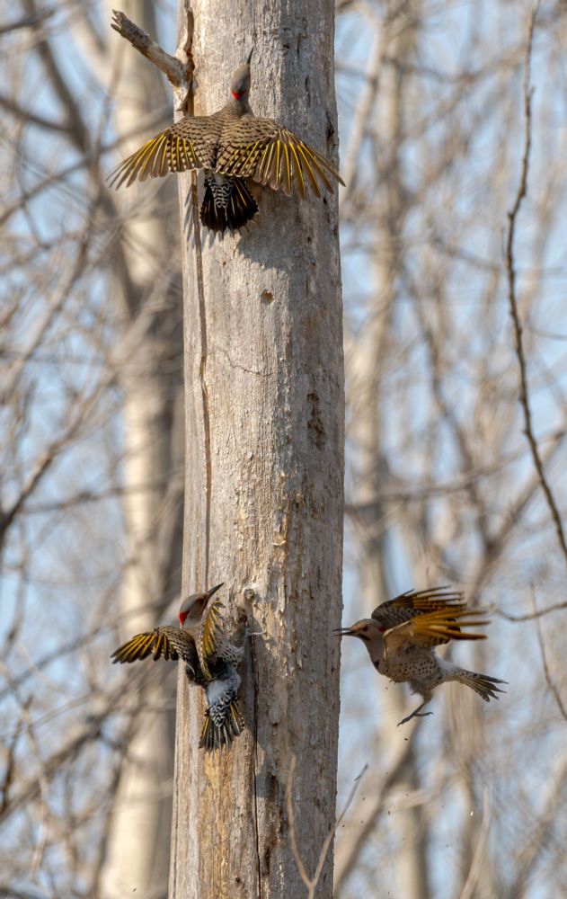 Three northern flickers: one high on the tree trunk with its wings spread, one flying in at the bottom from the right, and one on the bottom left with wings up and tail flared