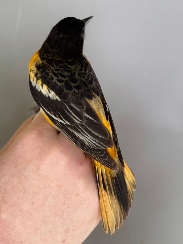 A male Baltimore Oriole held by a bander in a photographer’s grip: he is looking away from
The camera with his tail flared to show the color