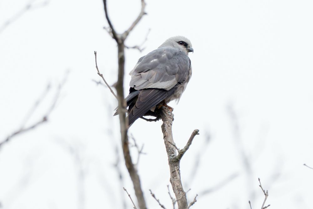 A Mississippi kite on a bare tree branch against a cloudy sky, back to the camera but looking to the side 