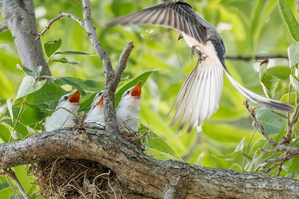 A scissor-tailed flycatcher flying in towards their nest, four babies with beaks open waiting for food popping out from the nest itself 