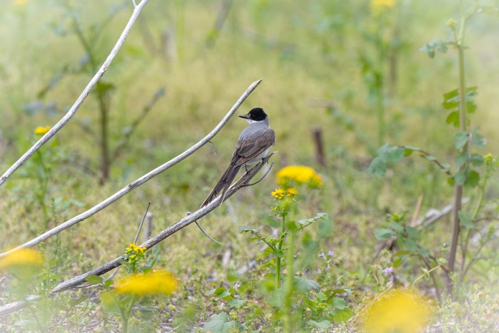 A fork-tailed flycatcher perched on a bare branch in a field, back to the camera, with yellow flowers in the foreground 