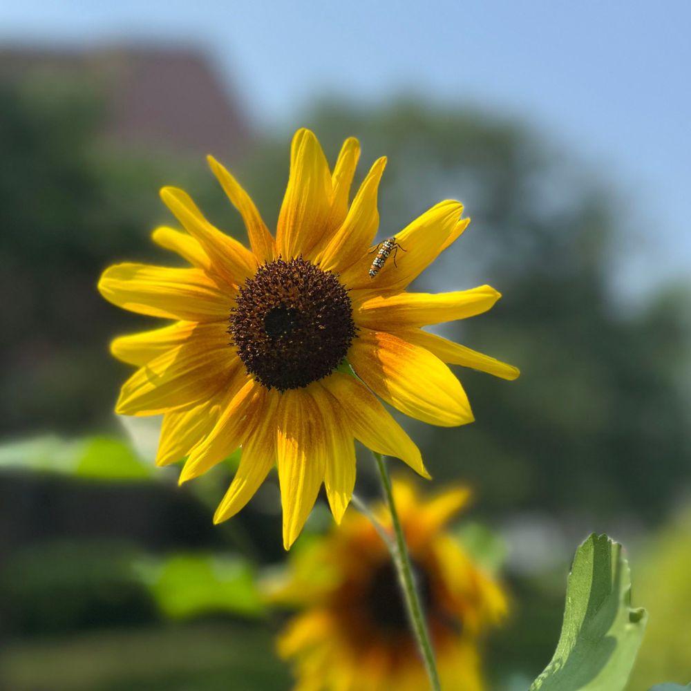 Yellow sunflower