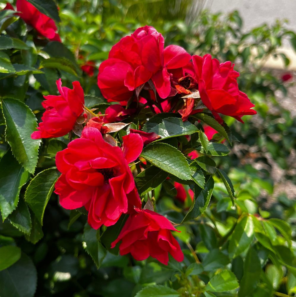 Red rogosa roses