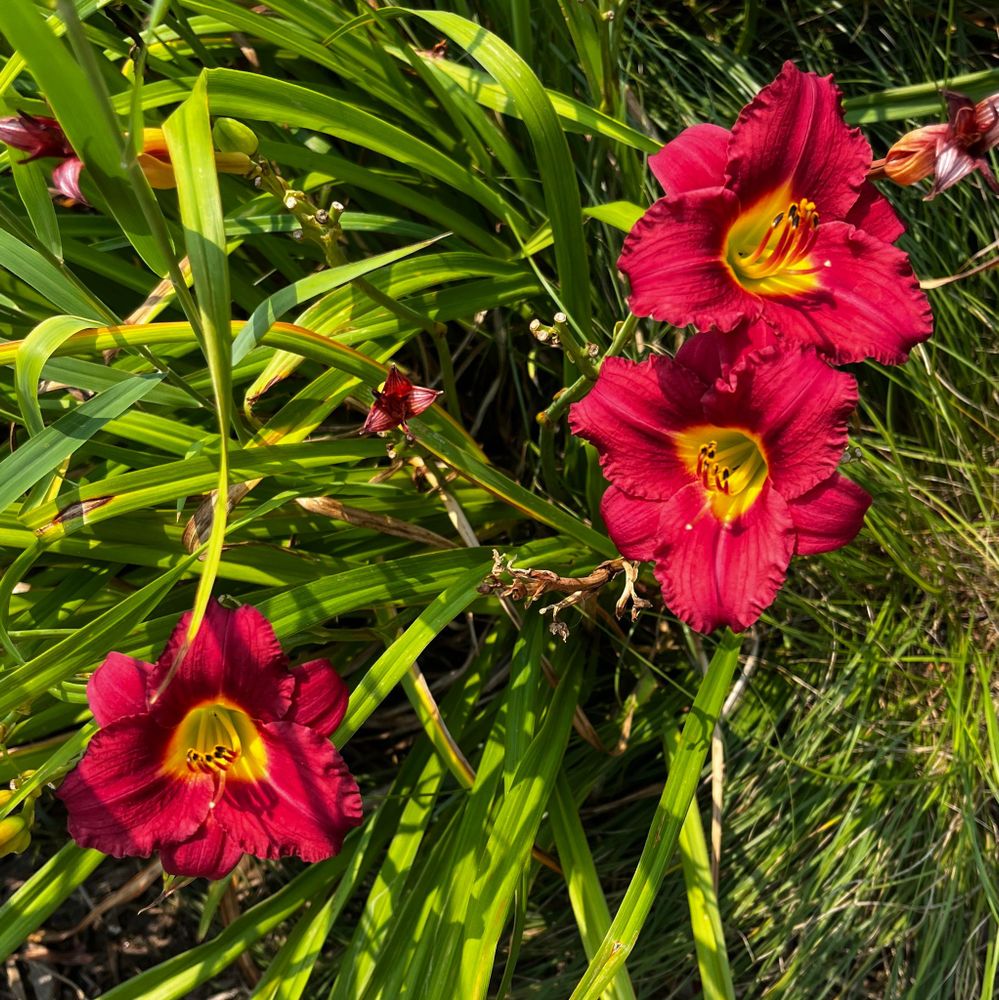 Dark pink daylilies