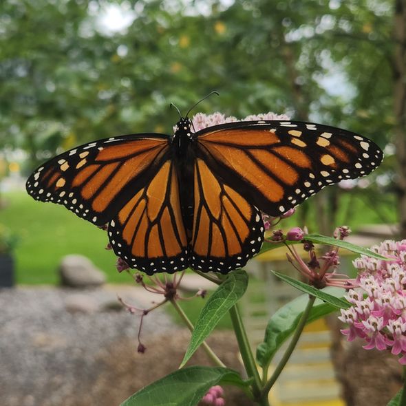 Monarch butterfly with wings spread.